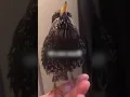 Download Lagu Burung Jalak Eropa Kedengarannya Seperti Robot 😲