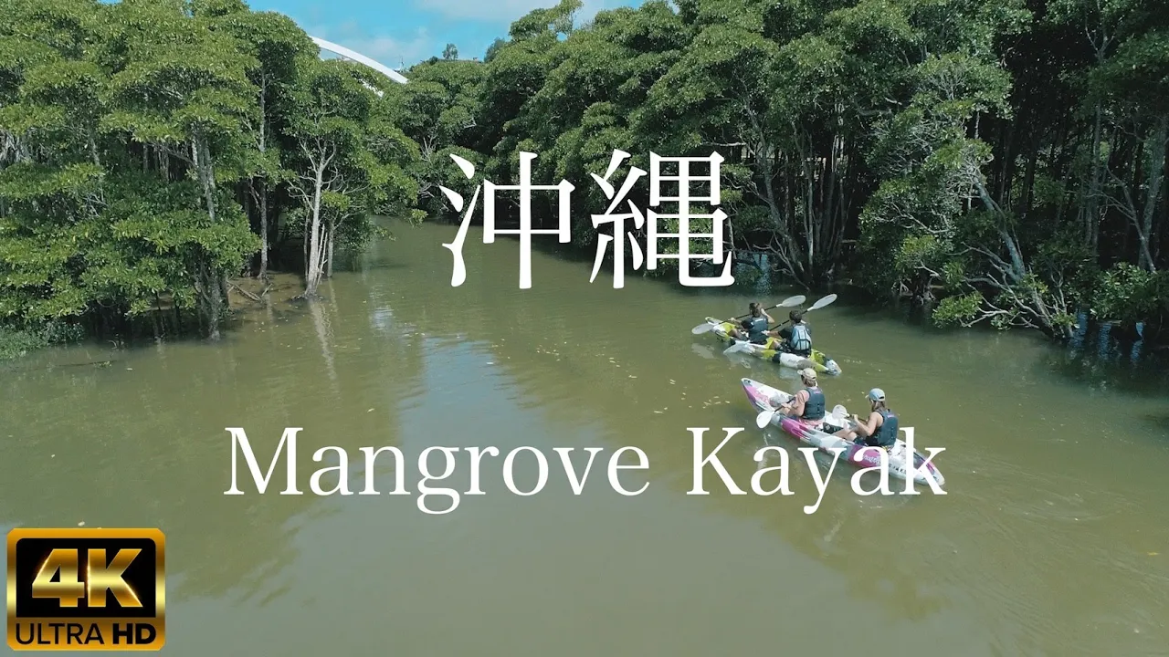 本島唯一、4種の木の違いが分かる！億首川マングローブカヤック（高画質カメラで撮影付き／４０００名以上の昨年参加実績／初心者でも大丈夫。３才から参加可能。家族、友達、女性でも楽しめる）