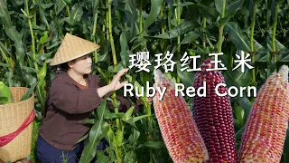 Ruby Purple Corn — low-starch purple treasure. Light, juicy fresh; sweet-savory when cooked.【滇西小哥】