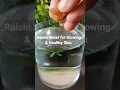Download Lagu Kismis Water for Glowing \u0026 Healthy Skin #shorts #glowingskin #healthydrink