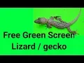 Green screen lizard gecko