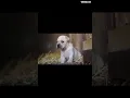 White Cane Corso from 10 days to 2 years