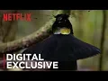 Download Lagu The Dancing Bird of Paradise Scene from Our Planet | Netflix