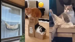 Funniest Cats And Dogs Videos 😂 - Best Funny Animal Videos 2025 🐶 || 🥰😹🐶 || 🥰😹part19