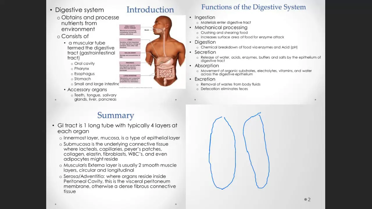Bio 208, STLCC, Dr. G Start of Digestion Physiology Lectures