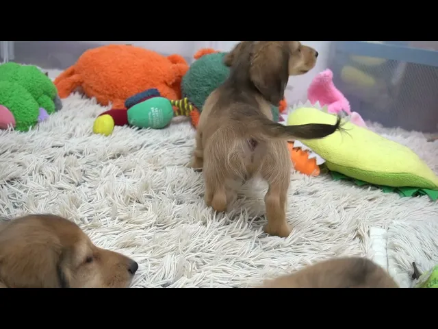 動画