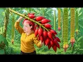 Download Lagu Harvesting giant banana flowers and how to make traditional peanut candy to sell at the market