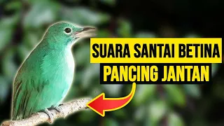 Download Suara santai CUCAK IJO BETINA NYRECET untuk Memancing CUCAK IJO JANTAN BIAR BUNYI BOSS MP3