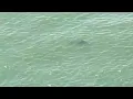 Multiple shark sightings reported off Rockaway Beach in NYC prompting temporary closure