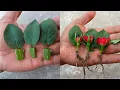 Download Lagu 🔴Rose flower from rose leaves 🌹 growing red roses