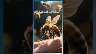 The Bee Dies After It Stings You 