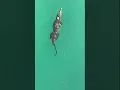 Download Lagu 9-foot crocodile closes Florida beach to swimmers