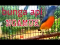 Download Lagu kemade bunga api gacor ampuh untuk memancing burung bahan dijamin respon