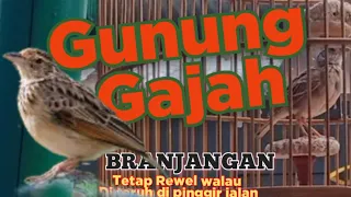 Download Nekad gacor // Branjangan lokal gunung gajah Pemalang MP3