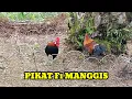 HAL TAK TERDUGA || AWALNYA PIKAT KUNCUP NGEKEK TAPI ENDINGNYA TAPAU AYAM HUTAN