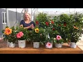 Hollywood Hibiscus 101 Essential Care Tips for Beginners