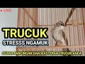 Download Lagu SUARA TRUCUK STRES NGAMUK NGEKEK RAPAT BUAT PANCINGAN DAN MASTERAN   BURUNG TRUCUKAN