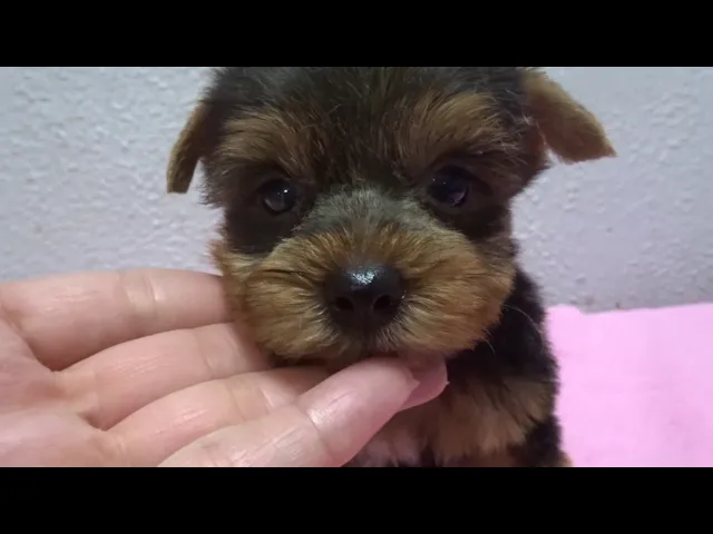 動画