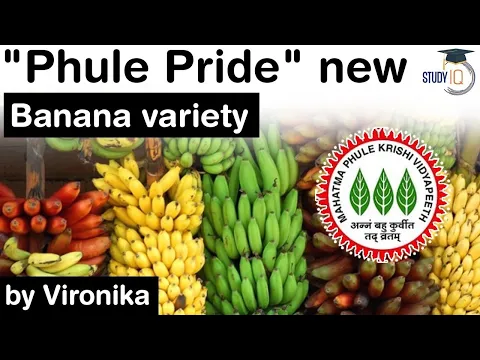 Download MP3 New variety of Banana PHULE PRIDE developed by Banana Research Centre - Facts about Phule Pride #IAS