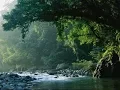 Download Lagu Thư giãn dễ ngủ - tiếng suối chảy và chim hót ( Nghe để ngủ )