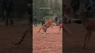 صريخ ضحك هنا    دندنها