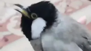 اجمل صوت بلبل عراقي 