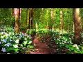 Beautiful Relaxing Piano Music with Nature Sounds: Sleep Music, Stress Relief, Meditation Music