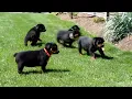Rottweiler Puppies For Sale