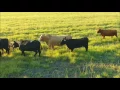 The Cattle Range Listing - 201