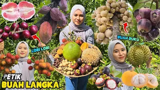 Download Petik buah-buahan dikebun | Panen buah langka MP3