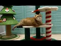 VETRESKA presents - Christmas and New Year's things for cats!