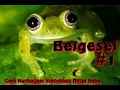 Download Lagu Cam Kurbağası İnanılmaz Ninja Baba | Türkçe Altyazılı | Belgesel #1