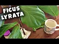 Fiddle Leaf Pruning first time Propagating and Cleaning