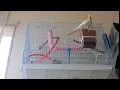How to hang a cockatiel cage on the wall