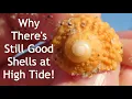Shelling Captiva Island during High Tide