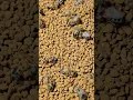 Download Lagu Bees collect pollen on a farm in the morning.