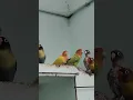 Download Lagu A meeting about cage cleaning #shorts #ytshorts #lovebirds