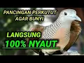 Lagu PANCINGAN PERKUTUT AGAR BUNYI - Rutikan Setiap Hari PERKUTUT BAHAN Pasti ikut Bunyi