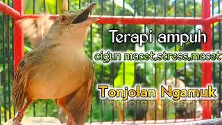 Download cigun macet,stress,macet seketika Ngamuk || Terapi ampuh ciblek gunung MP3