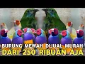 Download Lagu LAYAK JUAL MAHAL !! TURUN HARGA JADI 250 RIBU CUNGKO JTN DARI 1 JUTAAN DI PASAR BURUNG PRAMUKA 
