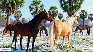 horse mating cinematic palm trees and snow