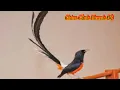 Tiếng Chim Chích Chòe Lửa Hót Đấu Dùng Đi Bẫy Và Kích Chim Căng Lửa Hiệu Quả | Chim cảnh Huynh Đệ