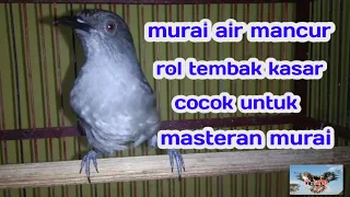 Download MASTERAN MURAI AIR GACOR|| ROL TEMBAK SUARA KASAR DAN TAJAM MP3