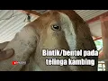 Download Lagu Parasit penyebab Bentol di telinga kambing
