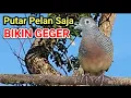 Bahkan Volume Rendah Pun Bisa Menarik Perhatian _ LIVE Burung Merpati Lokal Bernyanyi di Alam Liar