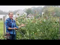 An Overview of Eucalyptus Varieties for Cut-Flower Filler Foliage