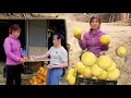 Lagu The single woman quietly harvests grapefruit by hand in her own lush green garden.