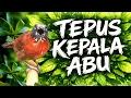 Lagu Tepus Kepala Abu | Visual Asli \u0026 Suara Alami Tersinkron