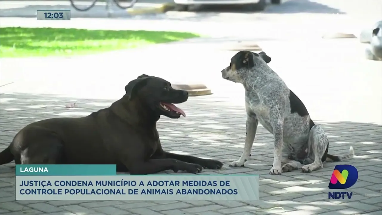 Justiça condena Laguna a adotar medidas de controle populacional de animais abandonados