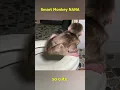 Download Lagu NANA the monkey poops by herself #monkeyfamily #monkey #smartmonkey #babymonkey #shorts #monkeyvideo